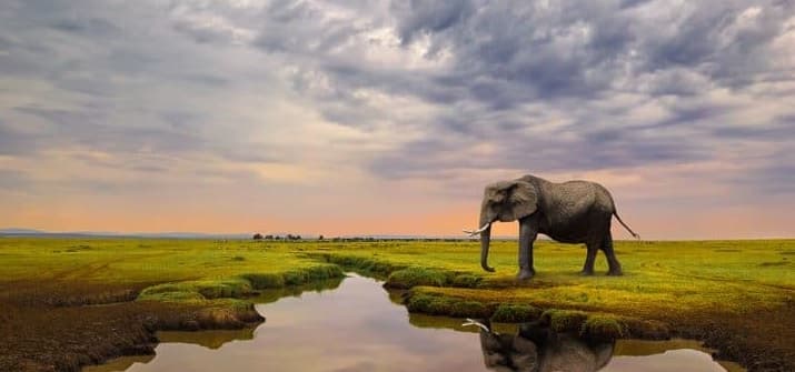 elephant